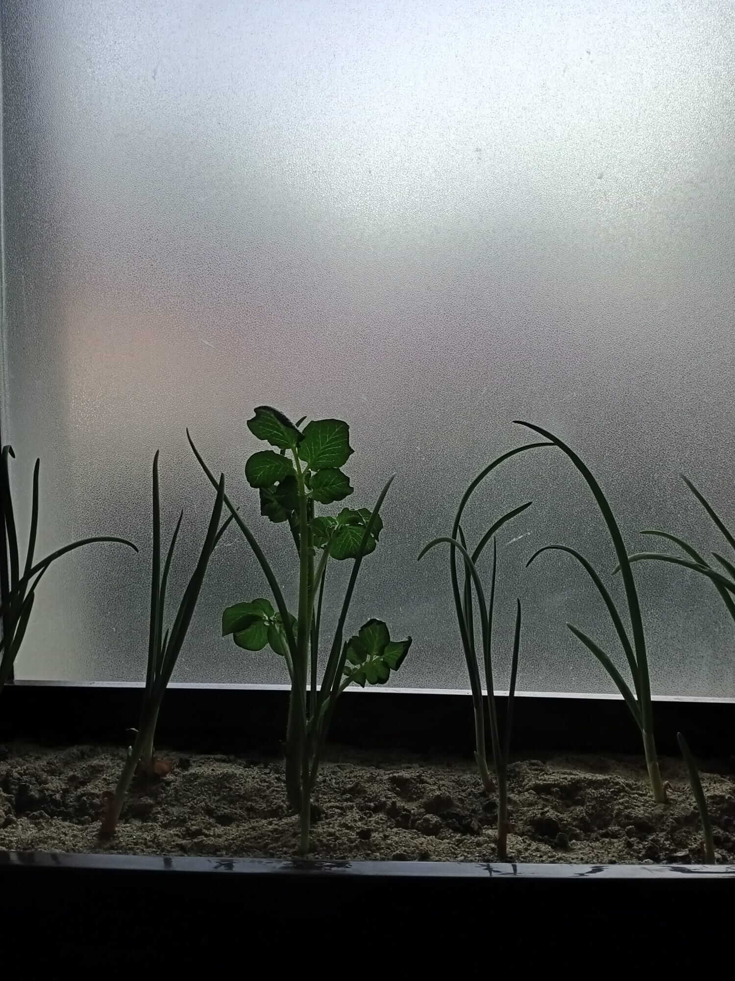 Legume proaspete cultivate în ghiveci pe balcon – roșii, salată și ierburi aromatice în grădină urbană